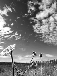 Plants growing on field against sky