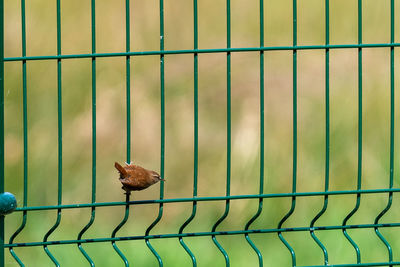 View of bird in cage