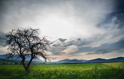 Scenic view of field against sky