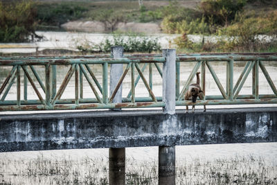 View of horse in river