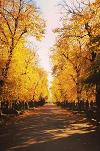 Road passing through forest