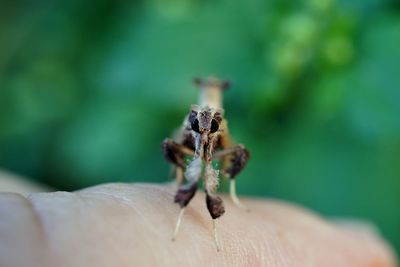 Close-up of insect on hand