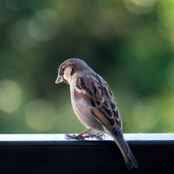 Close-up of bird perching outdoors