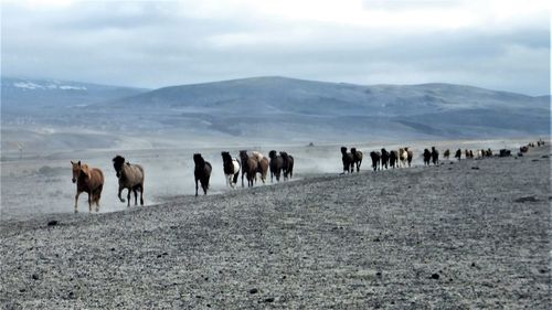 Horses on landscape