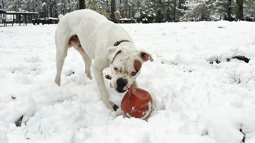 Dog playing with a football in snow during winter.