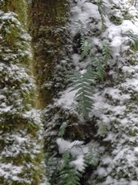 Close-up of trees in forest