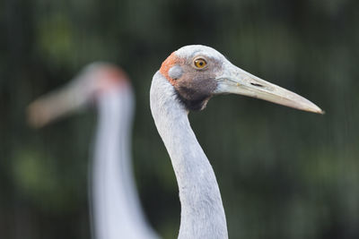 Close-up of bird