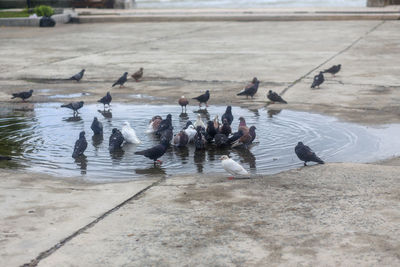 Pigeons shed their feathers in a puddle at the park