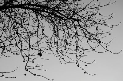 Low angle view of bare trees against sky