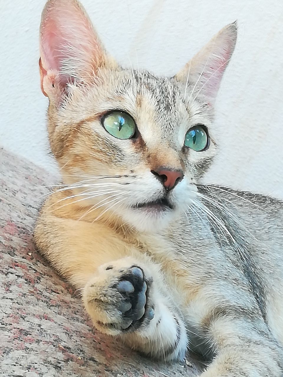 CLOSE-UP PORTRAIT OF A CAT LYING DOWN