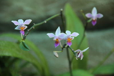 Close-up of purple flowering plant