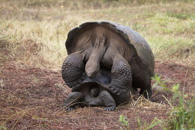 Closeup of two galapagos tortoise chelonoidis nigra mating in galapagos islands, ecuador.