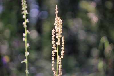 Close-up of flowering plants on land