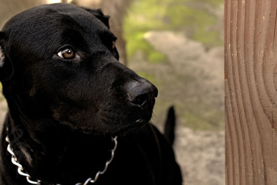 Close-up of a dog looking away