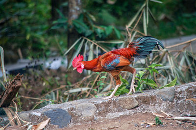 Rooster on a land