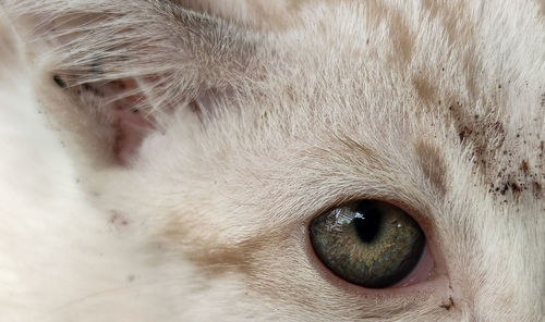 Close-up of cat eye