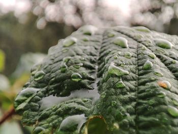 Close-up of leaves