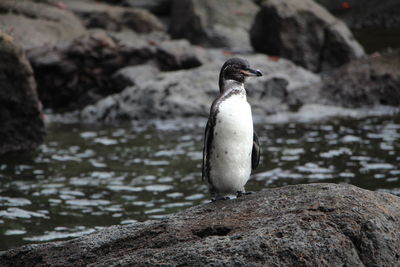 Bird perching on rock