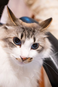 Close-up portrait of a cat