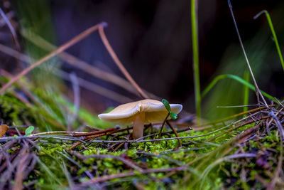 Close-up of mushroom amidst sticks