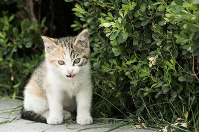 Portrait of a cat sitting outdoors