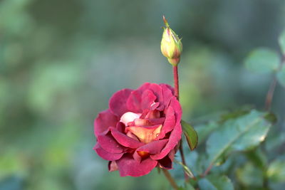 Close-up of pink rose