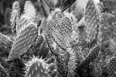 Close up of cactus growing on plant