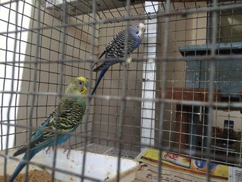 Close-up of bird perching in cage