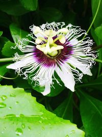 Close-up of purple flower blooming outdoors