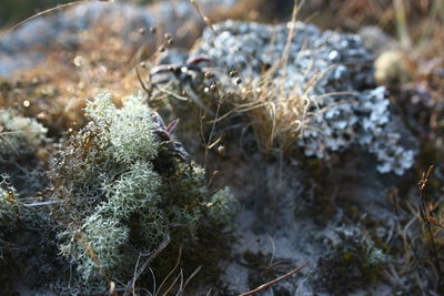 Close-up view of plants