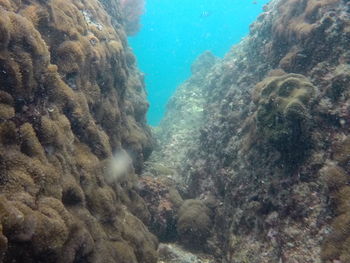 View of coral swimming in sea