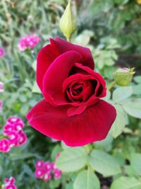 Close-up of red rose