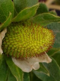 Close-up of yellow flowers growing outdoors