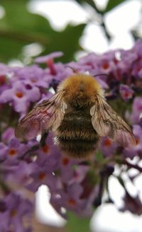 Close-up of butterfly on flower