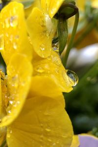 Close-up of wet yellow flower