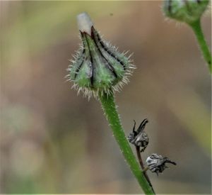 Close-up of plant