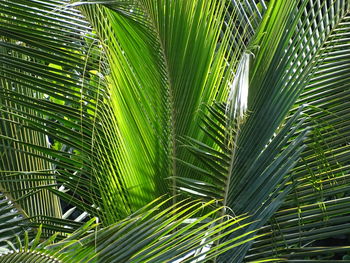 Full frame shot of coconut palm tree fronds