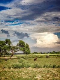 Scenic view of grassy field against sky