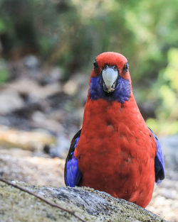 Close-up of parrot