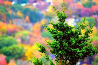 Close-up of tree against sky