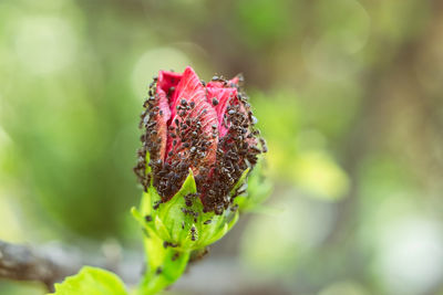 Close-up of red flower bud