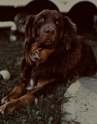 Close-up of dog