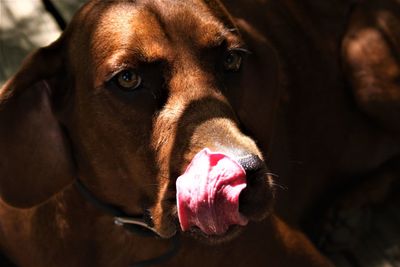 Close-up of dog looking away