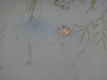 High angle view of an animal in water