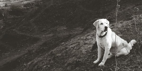 High angle portrait of dog sitting outdoors