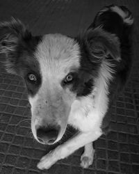 Close-up high angle portrait of dog