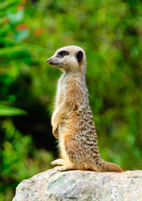 Close-up of meerkat on rock