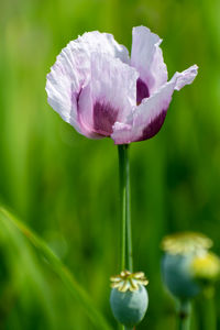 Close-up of purple iris flower