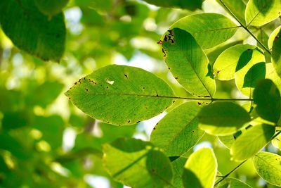 Close-up of green leaves on tree