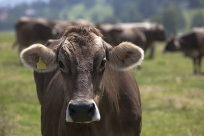 Portrait of a high yielding cow on a meadow in bavaria, germany